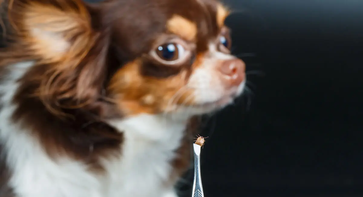 Pet Damage